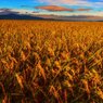 Harvest Season　～黄金稲～