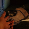 引き止めにゃんこ