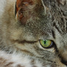 Right Eye