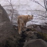 キタキツネ１