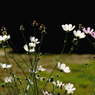 花たちのおしゃべり：写真句
