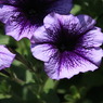 庭園の花