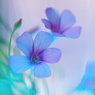 草花NO3