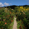 monet giverny 1
