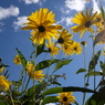 monet giverny 2