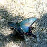カラスアゲハ