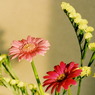 西陽の当たる花