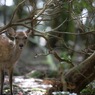 こんにちは、鹿さん