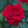 秋薔薇・６