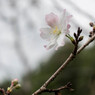 十月桜