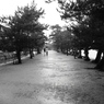 雨もよいものだ・・と彼らは言った　　宮島物語