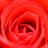薔　　薇