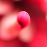 曲　　美