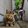 路地裏のネコさん