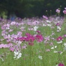 花の声