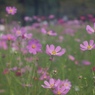 花風