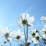 秋空　日ざしの中で