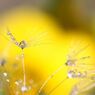 Yellowハート
