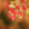 草紅葉