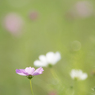 cosmos～○。