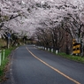 桜のトンネル