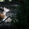 奈良公園：陽だまりの中で