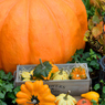 HAPPY HALLOWEEN 13