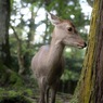 奈良公園：食べてもいいかなぁ