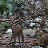 奈良公園：　驚かせてごめんね