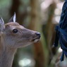 奈良公園：　鹿せんべい入ってる？