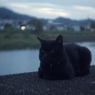 闇猫
