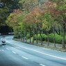 紅葉かな！