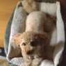 あったかベッド