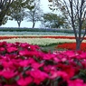 紅色がいっしょく