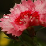 DSC01842