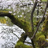 苔と桜。