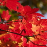 紅く燃えて