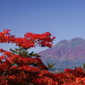 旅写真　弘前城　Ⅱ