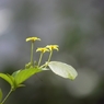仙界の花