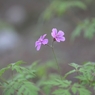 小さい花　　Ⅲ