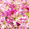 秋桜4