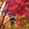 兵庫県　有馬温泉瑞宝寺公園