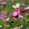 秋桜11