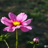 秋桜12