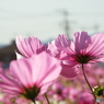 秋桜13