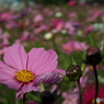 秋桜14
