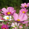 秋桜18