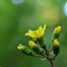 深まる秋と石蕗の花