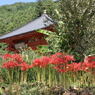 お堂と彼岸花