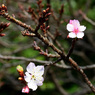 新宿御苑の桜_3
